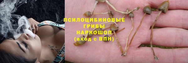 прущие грибы Армянск